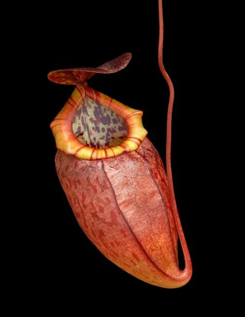 Nepenthes eustachya x tenuis — Scotland Carnivorous Plants
